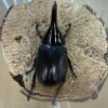 撒旦大兜蟲 ♂94mm 成對