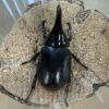 撒旦大兜蟲 ♂88mm 成對