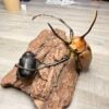 波特瑞長臂豎角兜 ♂97mm 成對