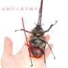 赫克力士長戟大兜蟲 DHH ♂170+mm 大型單公