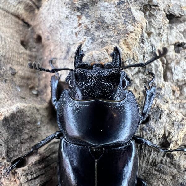 牧由美子鍬形蟲（日血，WF1）♂64mm 成對