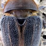 赫克力士長戟大兜蟲 DHH（BULL血統）♀69mm 單母