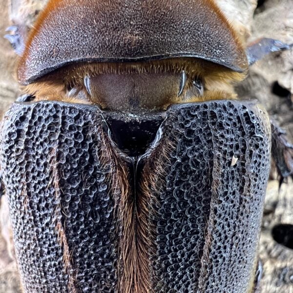 長戟大兜 DHH（BULL血統）♀69mm 單母