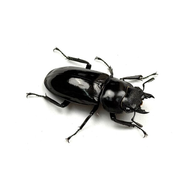 巨顎叉角鍬形蟲（HMS）♀43mm 單母