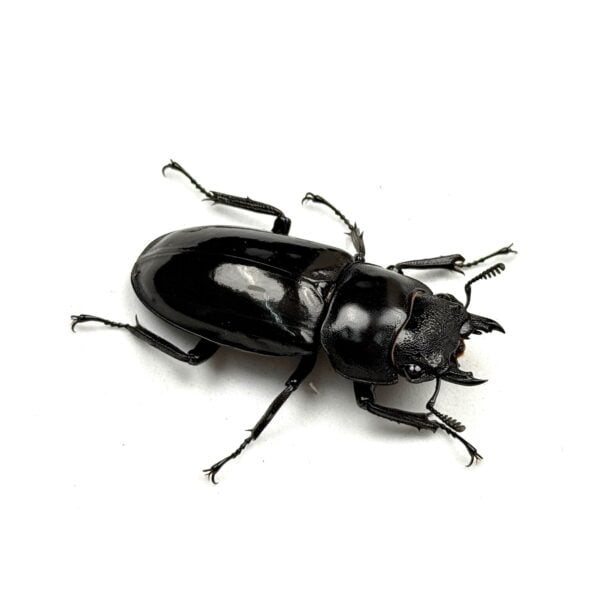巨顎叉角鍬形蟲（HMS）♀43mm 單母