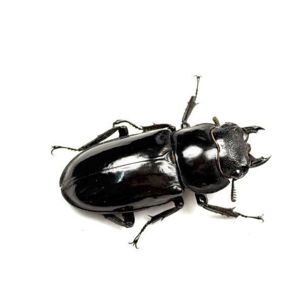 巨顎叉角鍬形蟲（HMS）♀45mm 單母