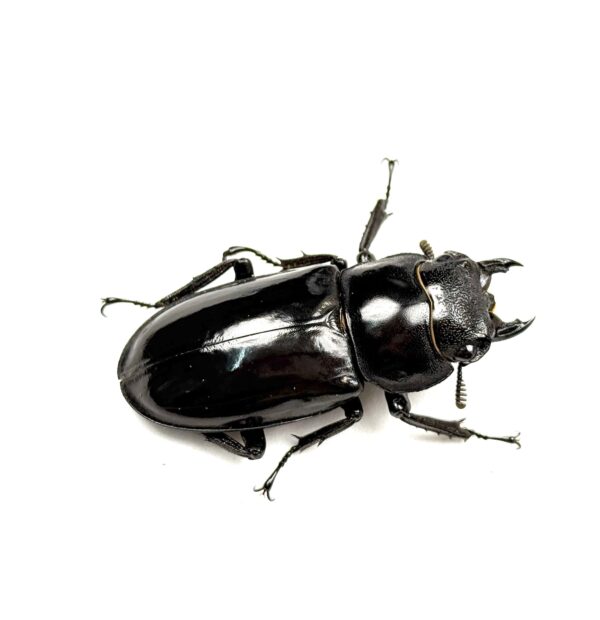 巨顎叉角鍬形蟲（HMS）♀45mm 單母