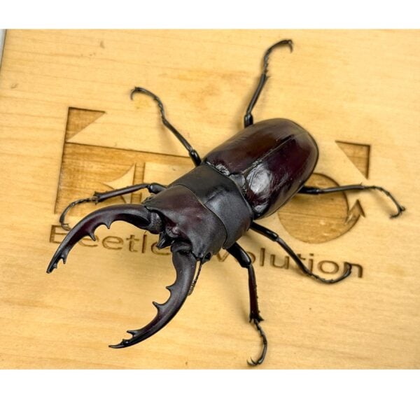 德之島鋸鍬形蟲 ♂68mm 一公兩母 A組