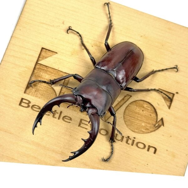 德之島鋸鍬形蟲 ♂68mm 一公兩母 B組
