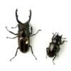 斑馬鋸鍬形蟲 ♂56mm 成對