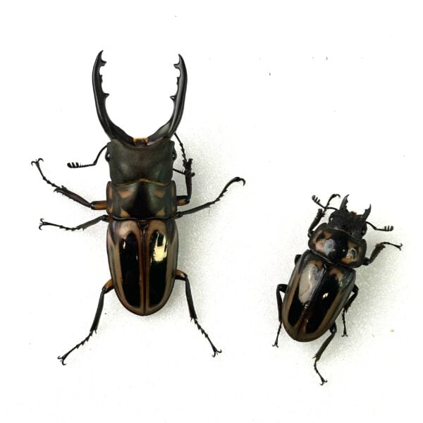 斑馬鋸鍬形蟲 ♂56mm 成對