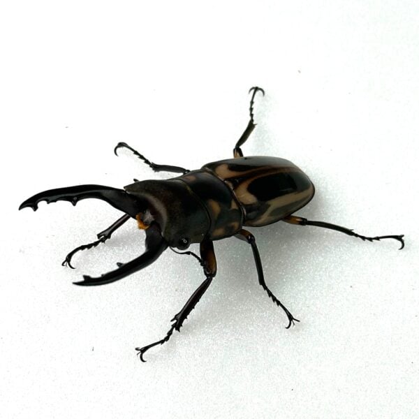 斑馬鋸鍬形蟲 ♂56mm 成對