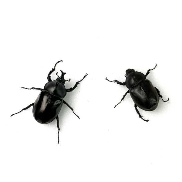 泰國獨角仙 ♂50mm 成對