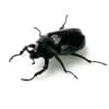 泰國獨角仙 ♂50mm 成對