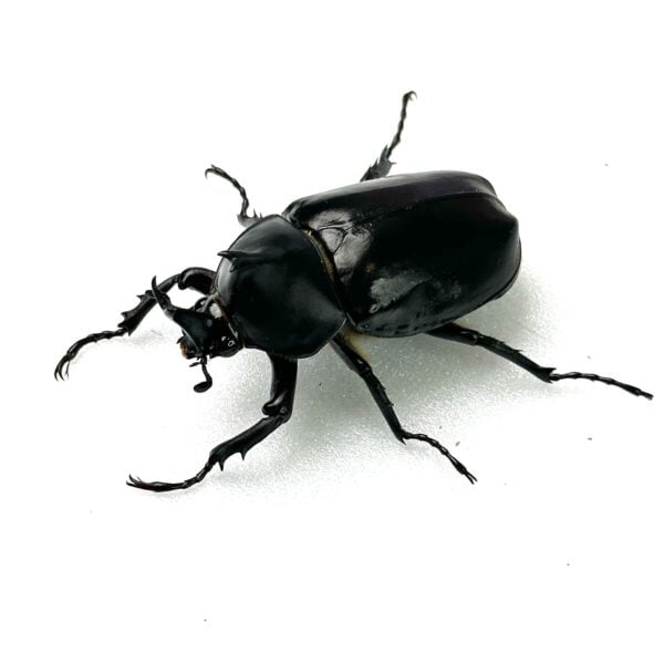 泰國獨角仙 ♂50mm 成對