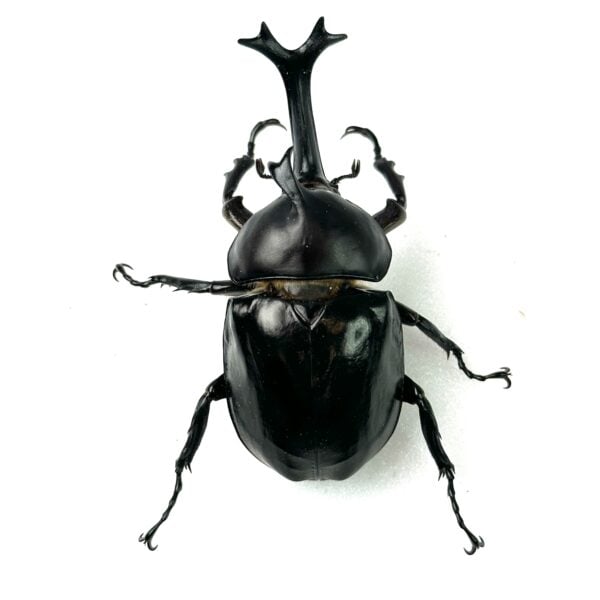 泰國獨角仙 ♂71mm 成對