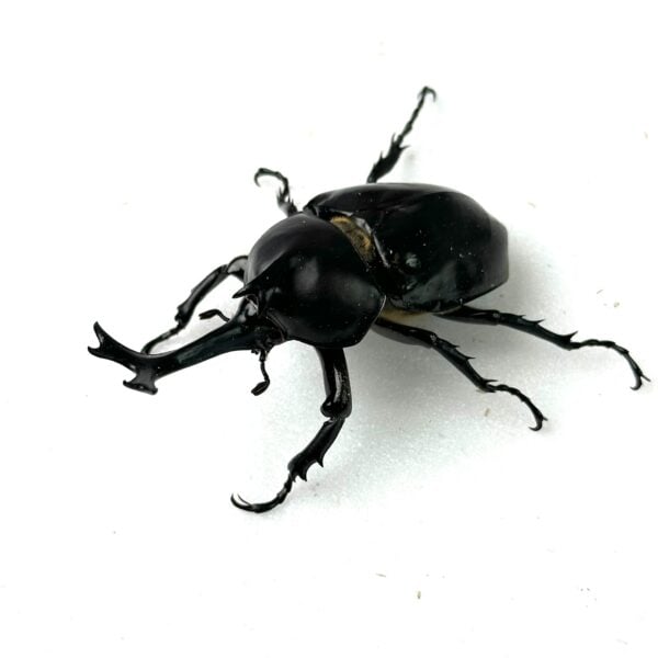 泰國獨角仙 ♂71mm 成對