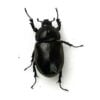 泰國獨角仙 ♂71mm 成對
