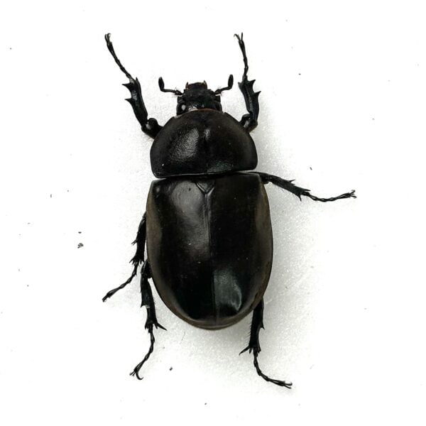 泰國獨角仙 ♂71mm 成對