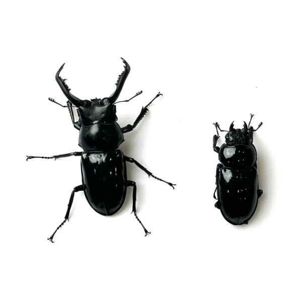 漆黑鹿角鍬形蟲（花蓮產）♂57mm 成對