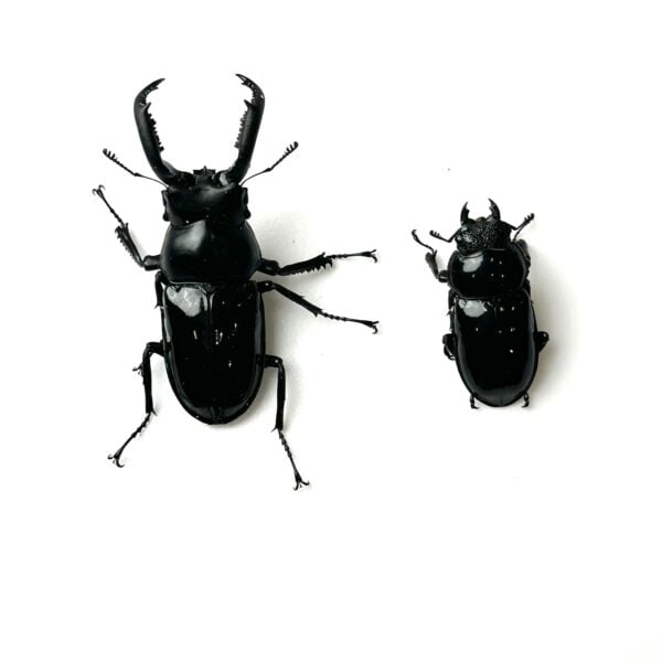 漆黑鹿角鍬形蟲（花蓮產）♂59mm 成對