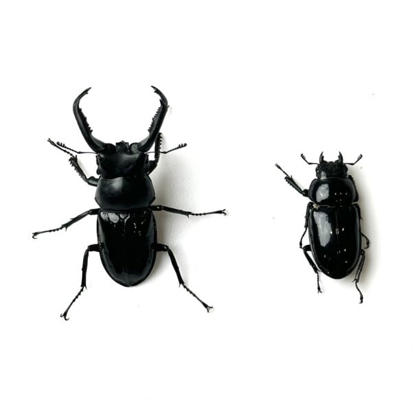 漆黑鹿角鍬形蟲（花蓮產）♂63mm 成對
