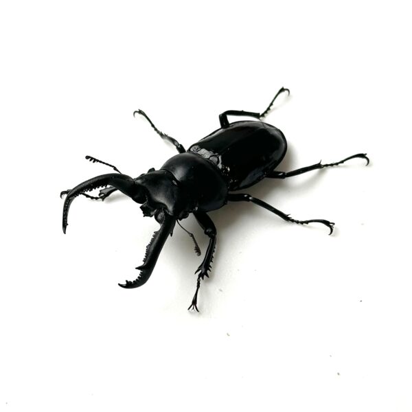 漆黑鹿角鍬形蟲（花蓮產）♂63mm 成對