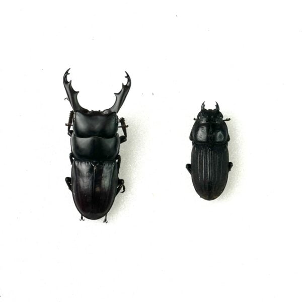 白馬崗大鍬形蟲 ♂45mm 成對