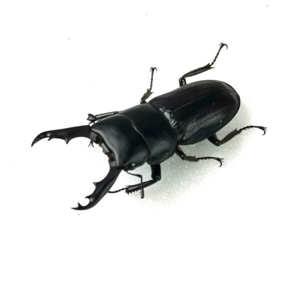 白馬崗大鍬形蟲 ♂45mm 成對