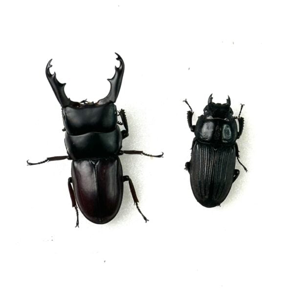 白馬崗大鍬形蟲 ♂47mm 成對