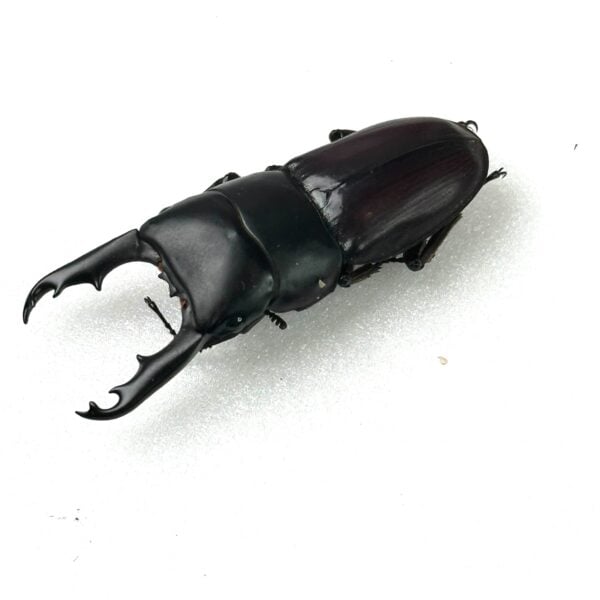 白馬崗大鍬形蟲 ♂47mm 成對