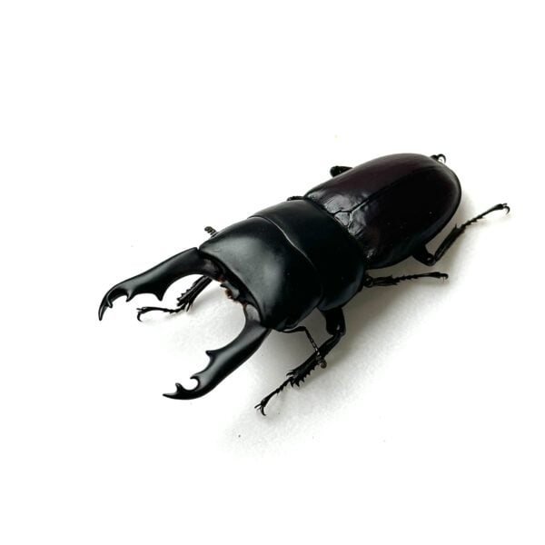 白馬崗大鍬形蟲 ♂52mm 成對 A組
