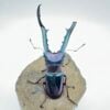 美他力彿細身赤鍬形蟲（湖水綠血統） 親代♂87mm L3成對 A組