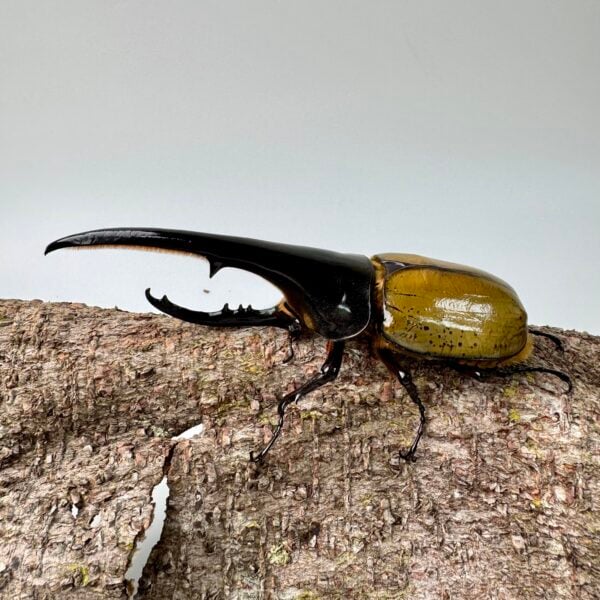 長戟大兜蟲DHH 親代♂ 162mm ♀ 77mm L2成對