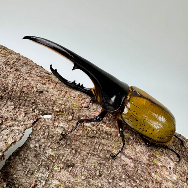 長戟大兜蟲DHH 親代♂ 162mm ♀ 77mm L2成對