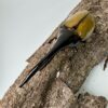 長戟大兜蟲DHH 親代♂ 162mm ♀ 77mm L2成對