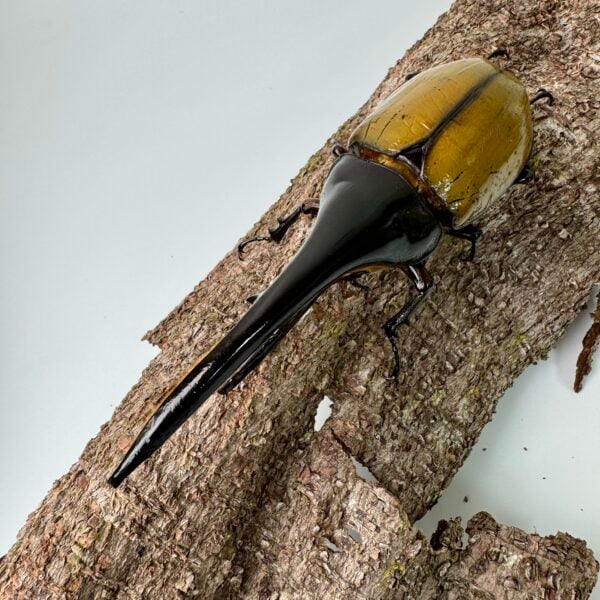 長戟大兜蟲DHH 親代♂ 162mm ♀ 77mm L2成對