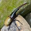 長戟大兜蟲DHH 親代♂ 163mm ♀ 75mm L2成對