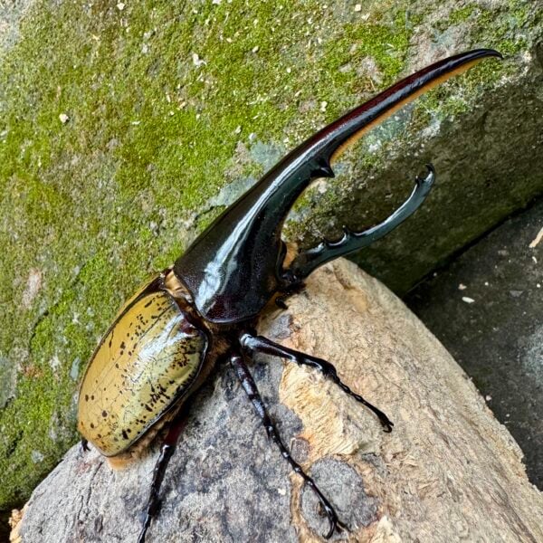 長戟大兜蟲DHH 親代♂ 163mm ♀ 75mm L2成對