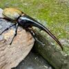 長戟大兜蟲DHH 親代♂ 163mm ♀ 74mm L1-2三隻一組