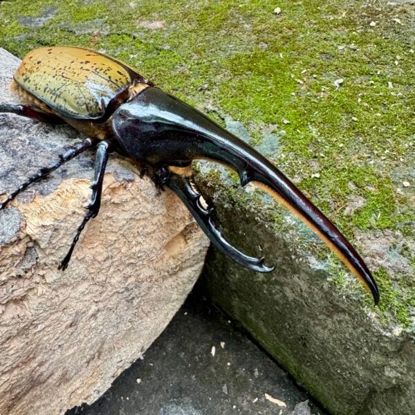 長戟大兜蟲DHH 親代♂ 163mm ♀ 75mm L1-2三隻一組