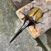 長戟大兜蟲DHH 親代♂ 163mm ♀ 75mm L2成對