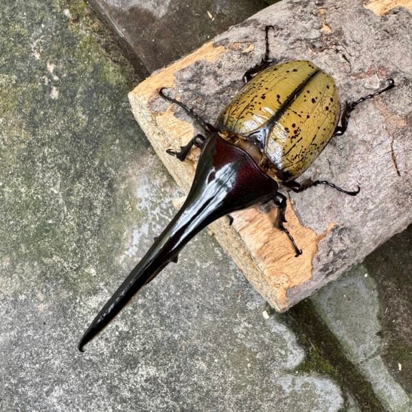 長戟大兜蟲DHH 親代♂ 163mm ♀ 75mm L2成對