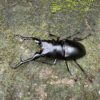 長頸鹿鋸鍬形蟲 ♂102mm 成對