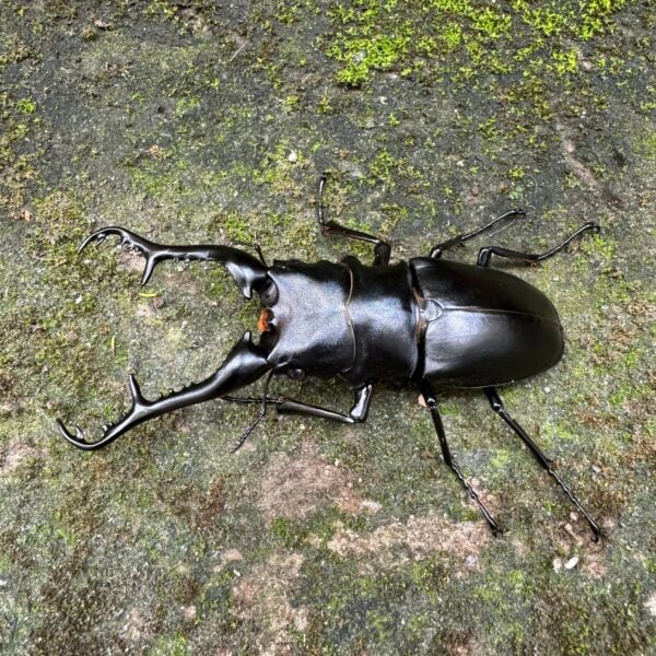 長頸鹿鋸鍬形蟲 ♂102mm 成對