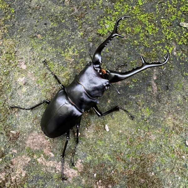 長頸鹿鋸鍬形蟲 ♂102mm 成對