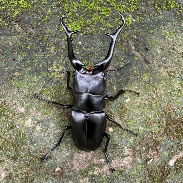 長頸鹿鋸鍬形蟲 ♂102mm 成對