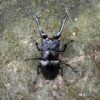 長頸鹿鋸鍬形蟲 PGK ♂90mm 成對