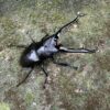 長頸鹿鋸鍬形蟲 PGK ♂90mm 成對