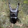 帝王扁鍬形蟲 ♂91mm 成對